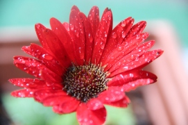 Raindrops on daisy
