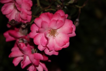 Gorgeous rose flower at night